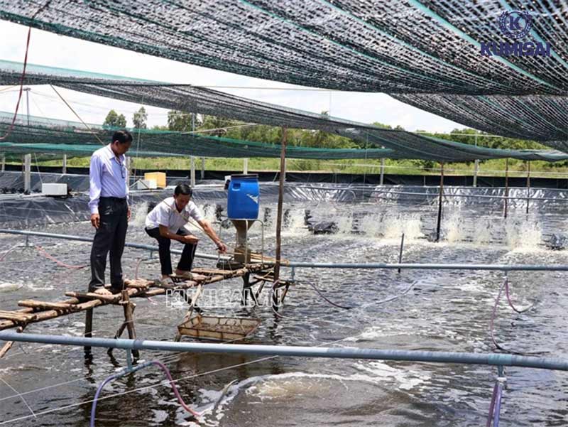 Cách chọn máy thổi khí nuôi tôm