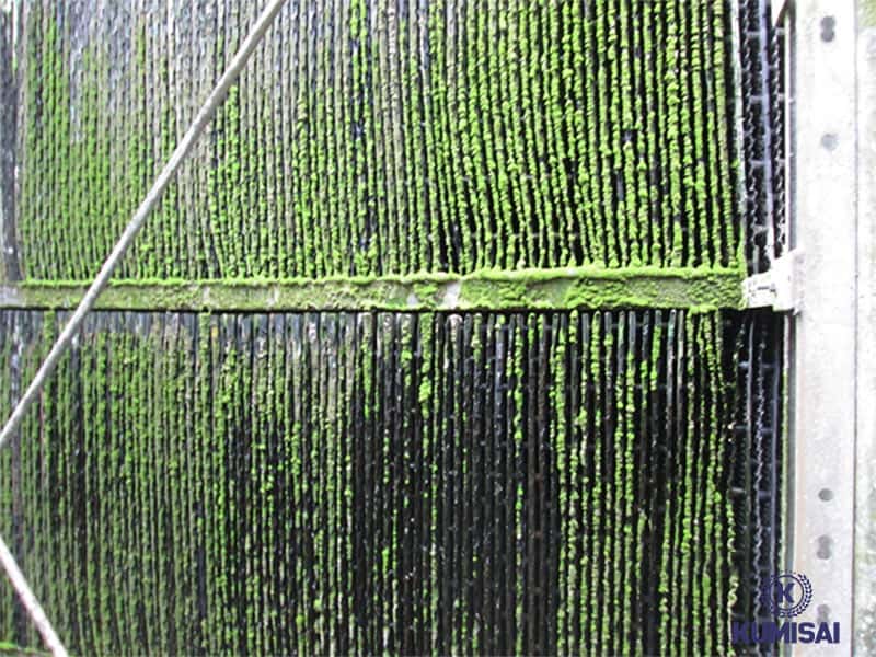 Nước không đảm bảo sẽ gây rong rêu cho tháp