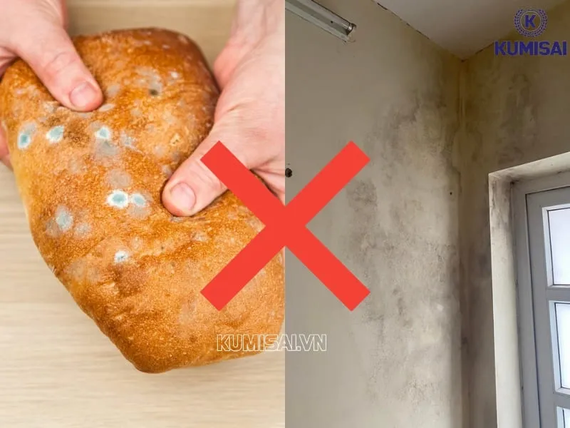 Ngăn nấm mốc làm hỏng đồ ăn và bẩn tường Ngăn nấm mốc làm hỏng đồ ăn và bẩn tường