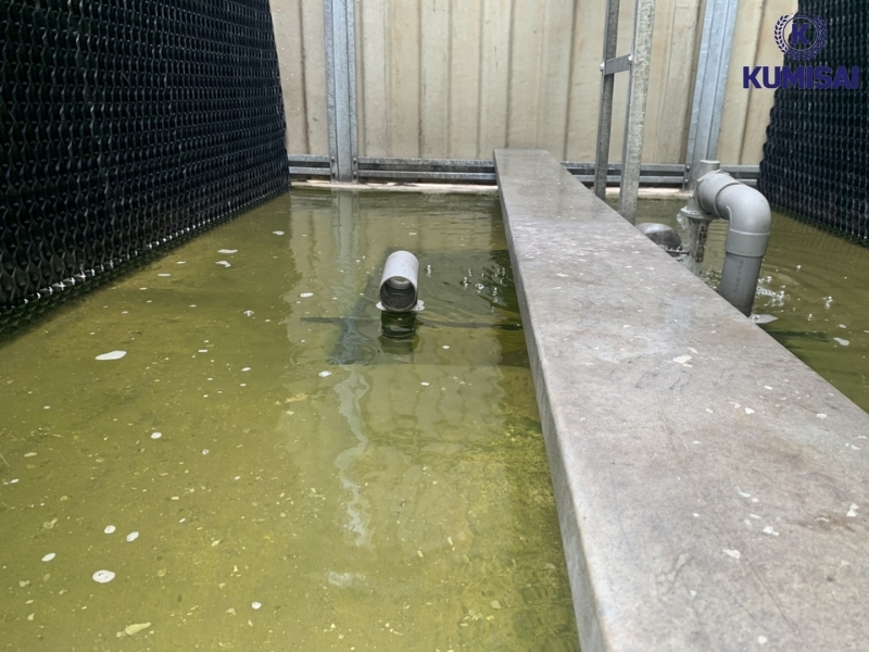 Rong, rêu hình thành trong bồn nước